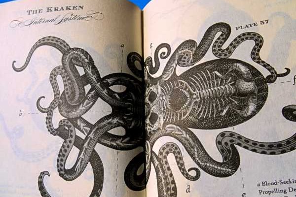 Kraken 6at