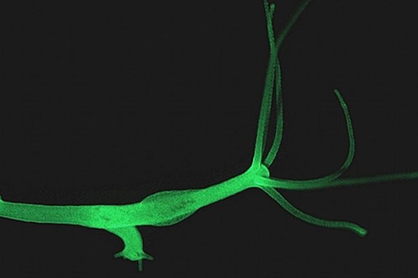 Kraken актуальное